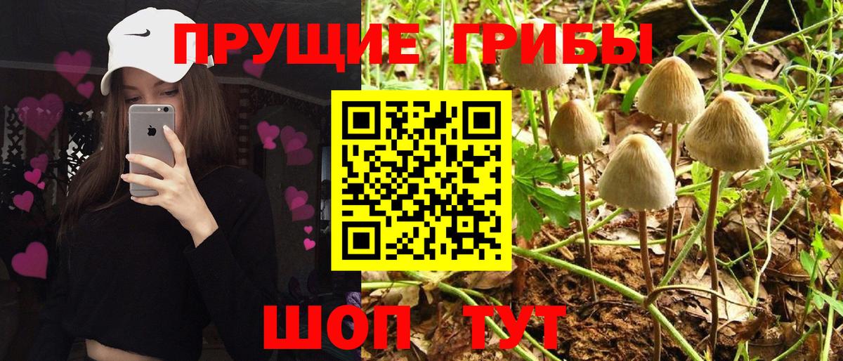 Псилоцибиновые грибы мицелий Славянск-на-Кубани